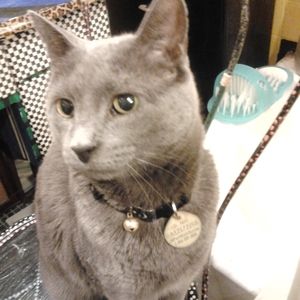 Meet your Posher, Sharan